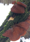 Uszak bzowy, Auricularia auricula-judae