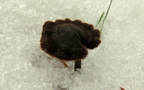 szyszkolubka kolczasta Auriscalpium vulgare