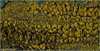 004 Candelariella vitellina - liszajecznik żółty