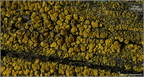 005 Candelariella vitellina - liszajecznik żółty