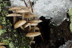 grzybówka dzwoneczkowata 1