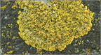 Calogaya decipiens - żółtaczek zwodniczy