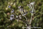 Cladonia cervicornis subsp. verticillata - chrobotek okółkowy 1
