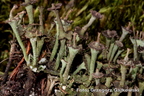 Cladonia cervicornis subsp. verticillata - chrobotek okółkowy 2