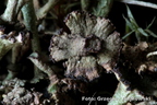 Cladonia cervicornis subsp. verticillata - chrobotek okółkowy proliferation