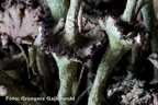 Cladonia cervicornis subsp. verticillata  - chrobotek okółkowy podetia