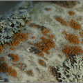 002 Athalia pyracea - bezplesznik gruszowy