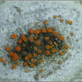 003 Athalia pyracea - bezplesznik gruszowy