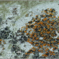 004 Athalia pyracea - bezplesznik gruszowy