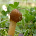 naparstniczka stożkowata (Verpa conica)