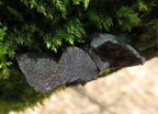 kisielnica trzoneczkowa Exidia glandulosa