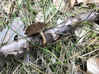 Żagiew zimowa, Polyporus brumalis