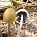 Panaeolus  papilionaceus var. parvisporus
