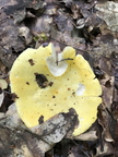 Gołąbek jasnożółty, Russula claroflava