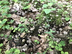 Czernidłaczek gromadny, Coprinellus disseminatus