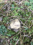 Piaskowiec modrzak, Gyroporus cyanescens
