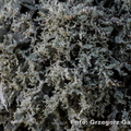 Ramalina pollinaria - odnożyca opylona 1