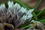 Chropiatka pędzelkowata Thelephora penicillata