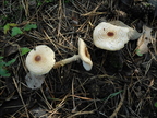 Czubajeczka ( Lepiota sp. )