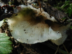 Żylak trzęsakowaty ( Phlebia tremellosa )