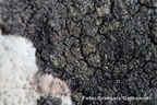 Verrucaria nigrescens brodawnica czarniawa