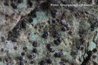 Verrucaria viridula brodawnica zielonawa 2