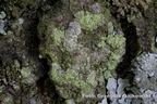 Ropalospora viridis - płasica zielonawa