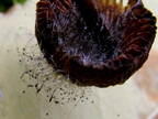 Spinellus fusiger (2)