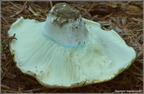 Russula chloroides - gołąbek wąskoblaszkowy 01