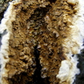  Coniophora puteana