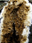  Coniophora puteana