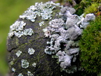 Lichens 2 gat