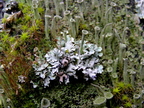 Lichens 3 gat