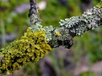 Lichens 4 gat