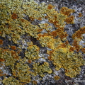 Caloplaca saxicola & Calogaya decipiens 1