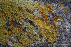Caloplaca saxicola &amp; Calogaya decipiens 1