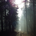 droga leśna mb6