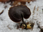 szyszkolubka kolczasta Auriscalpium vulgare 