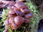 grzybówka dzwoneczkowata Mycena tintinnabulum