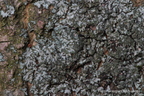 Phaeophyscia orbicularis - orzast kolisty