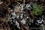 Cladonia foliacea - chrobotek rosochaty