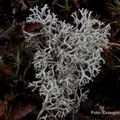 Cladonia portentosa - chrobotek najeżony