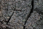 Trapeliopsis flexuosa - szarek pogięty