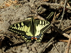 paź królowej (Papilio machaon)