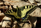 paź królowej (Papilio machaon)