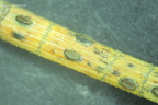 Lophodermium pinastri s1