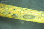 Lophodermium pinastri s2