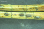 Lophodermium pinastri s3