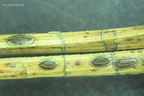Lophodermium pinastri s4