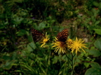 Przeplatka (Melitaea sp.)